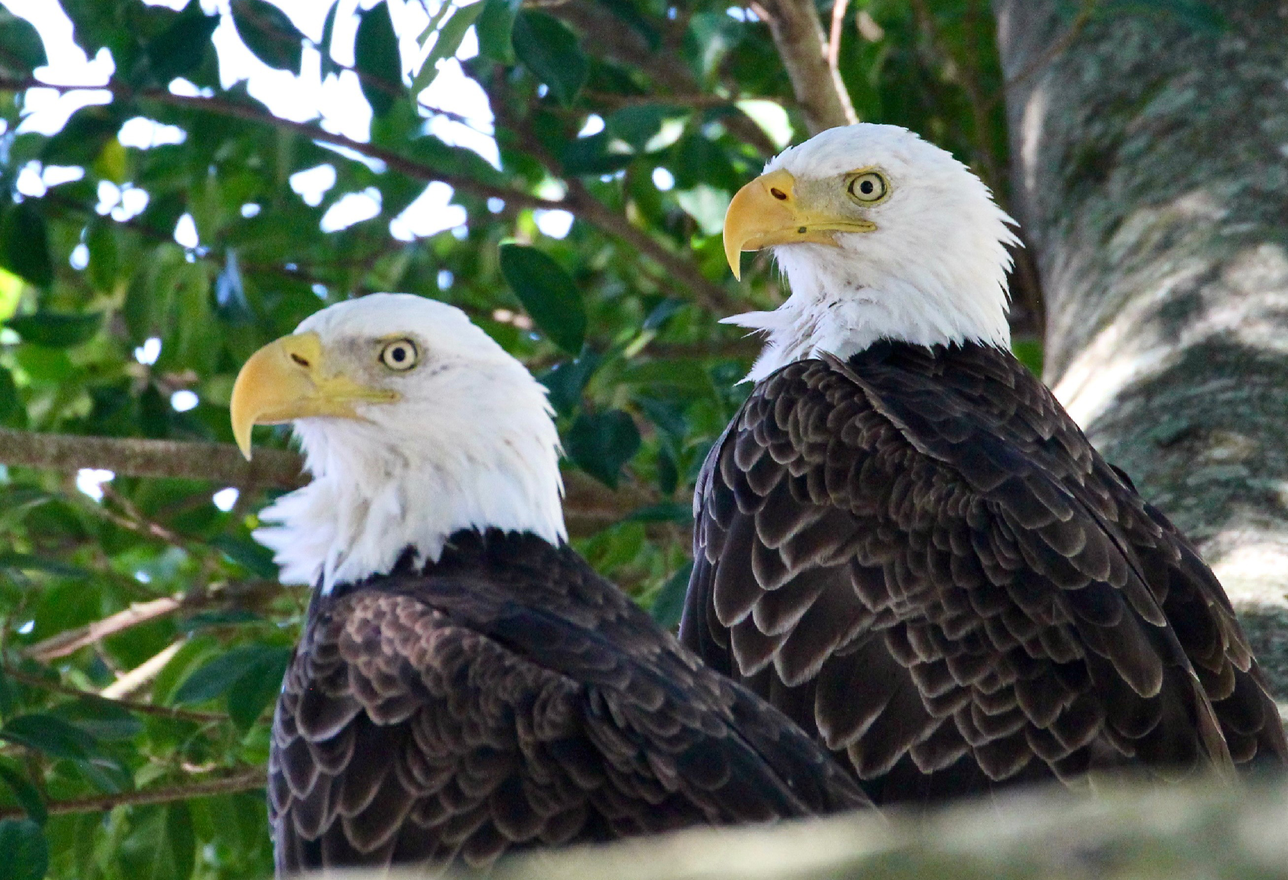 Certified Audubon Cooperative Sanctuary