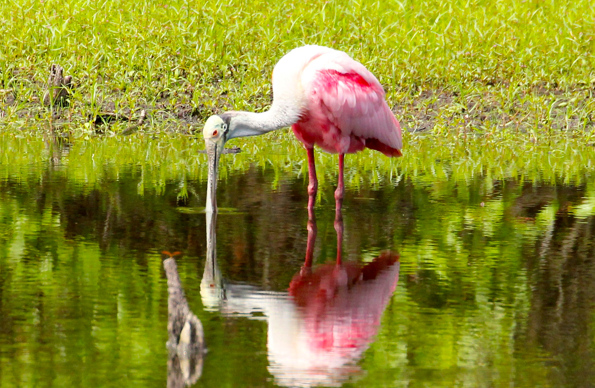 Certified Audubon Cooperative Sanctuary